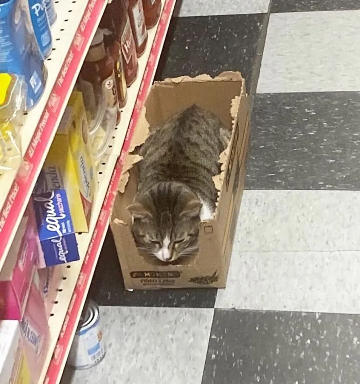This Twitter Account Collects Photos Of Cats In Small Shops Looking Like They Own The Place