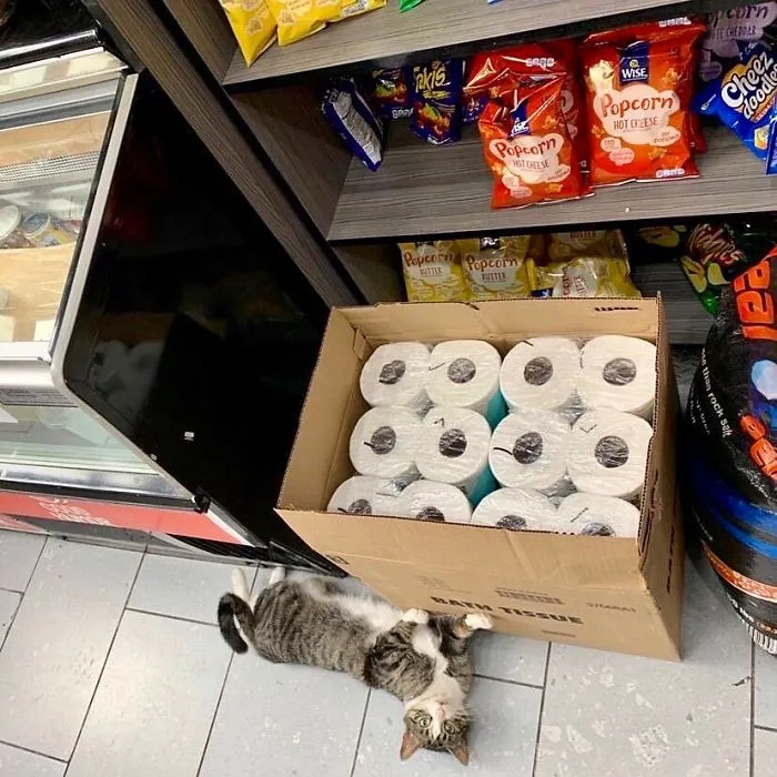 This Twitter Account Collects Photos Of Cats In Small Shops Looking Like They Own The Place
