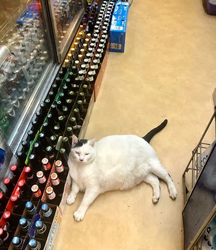 This Twitter Account Collects Photos Of Cats In Small Shops Looking Like They Own The Place