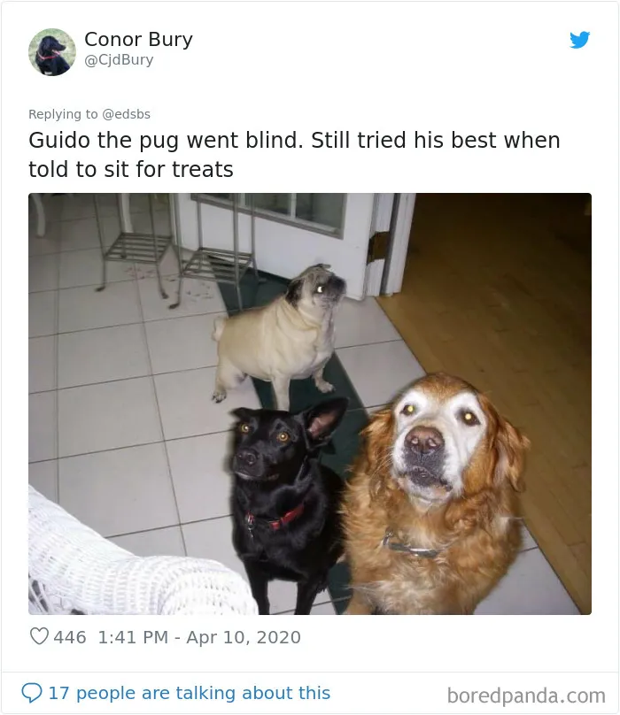 People Are Sharing Stories About The Dumbest Dogs They've Ever Known In This Viral Thread (40 Pics)