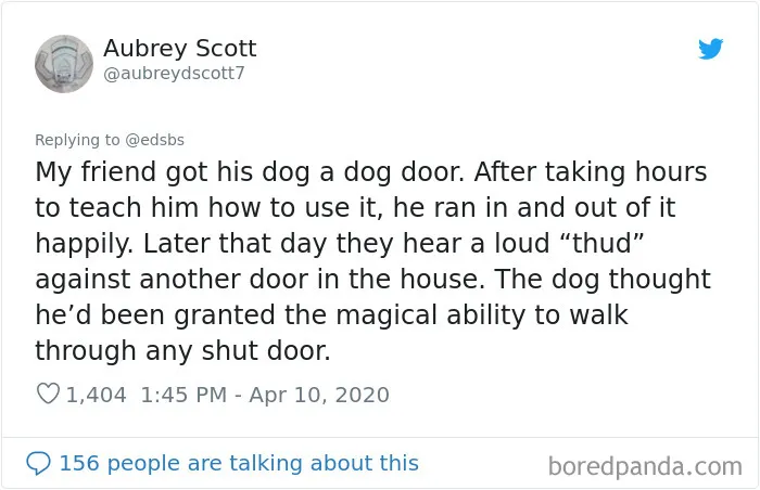 People Are Sharing Stories About The Dumbest Dogs They've Ever Known In This Viral Thread (40 Pics)
