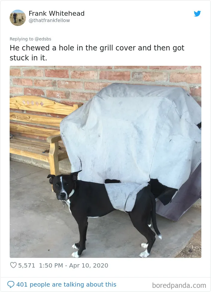 People Are Sharing Stories About The Dumbest Dogs They've Ever Known In This Viral Thread (40 Pics)