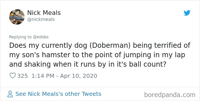 People Are Sharing Stories About The Dumbest Dogs They've Ever Known In This Viral Thread (40 Pics)