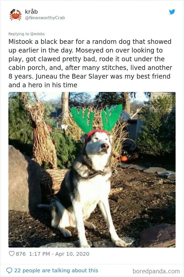 People Are Sharing Stories About The Dumbest Dogs They've Ever Known In This Viral Thread (40 Pics)