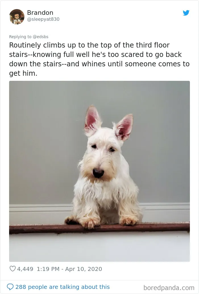 People Are Sharing Stories About The Dumbest Dogs They've Ever Known In This Viral Thread (40 Pics)