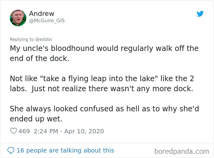 People Are Sharing Stories About The Dumbest Dogs They've Ever Known In This Viral Thread (40 Pics)