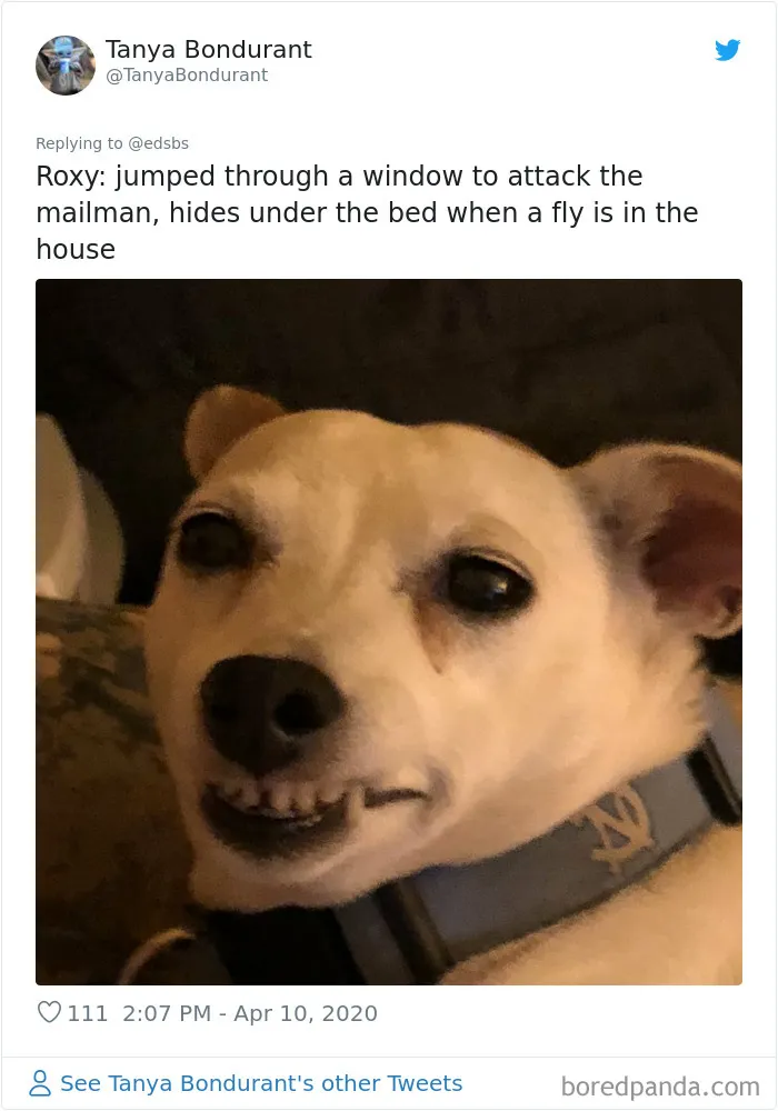 People Are Sharing Stories About The Dumbest Dogs They've Ever Known In This Viral Thread (40 Pics)