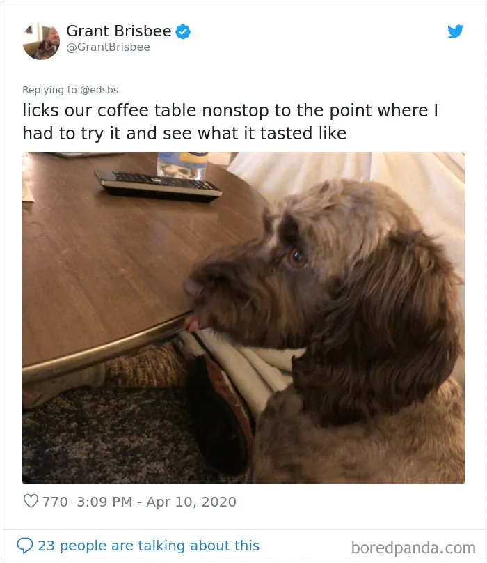 People Are Sharing Stories About The Dumbest Dogs They've Ever Known In This Viral Thread (40 Pics)