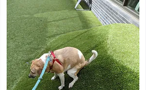 People Are Sharing Stories About The Dumbest Dogs They've Ever Known In This Viral Thread (40 Pics)
