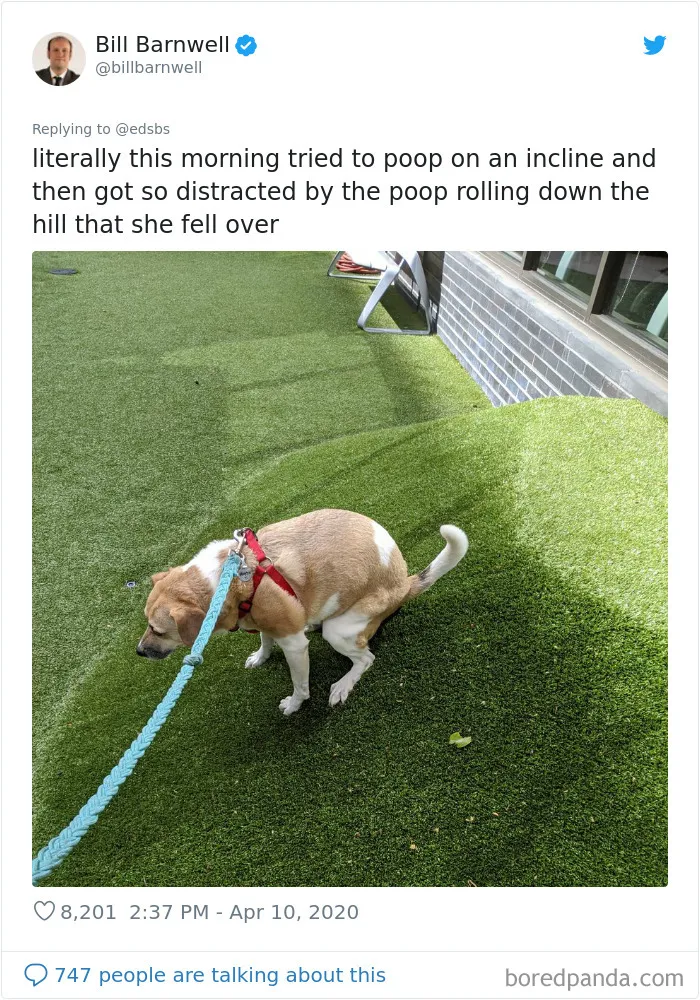 People Are Sharing Stories About The Dumbest Dogs They've Ever Known In This Viral Thread (40 Pics)