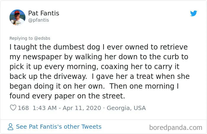 People Are Sharing Stories About The Dumbest Dogs They've Ever Known In This Viral Thread (40 Pics)