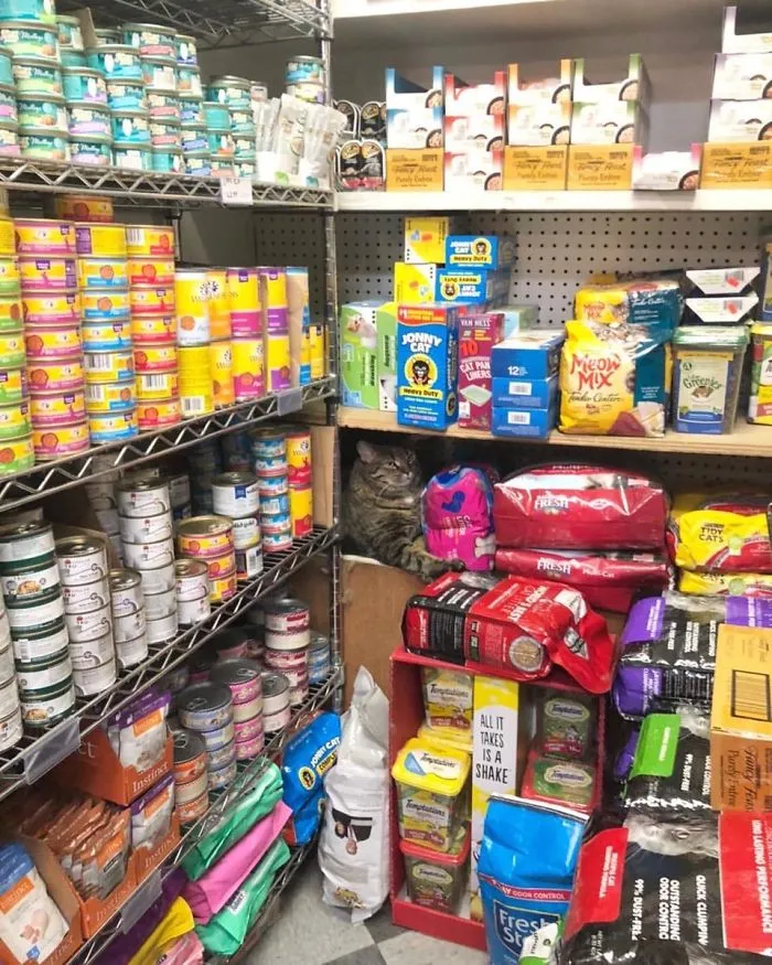 This Twitter Account Collects Photos Of Cats In Small Shops Looking Like They Own The Place