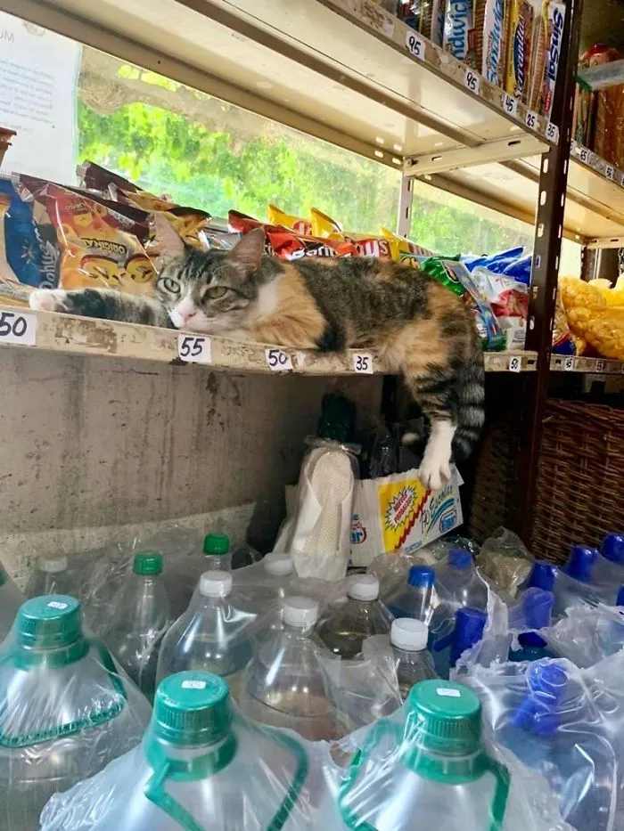 This Twitter Account Collects Photos Of Cats In Small Shops Looking Like They Own The Place