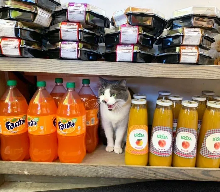 This Twitter Account Collects Photos Of Cats In Small Shops Looking Like They Own The Place