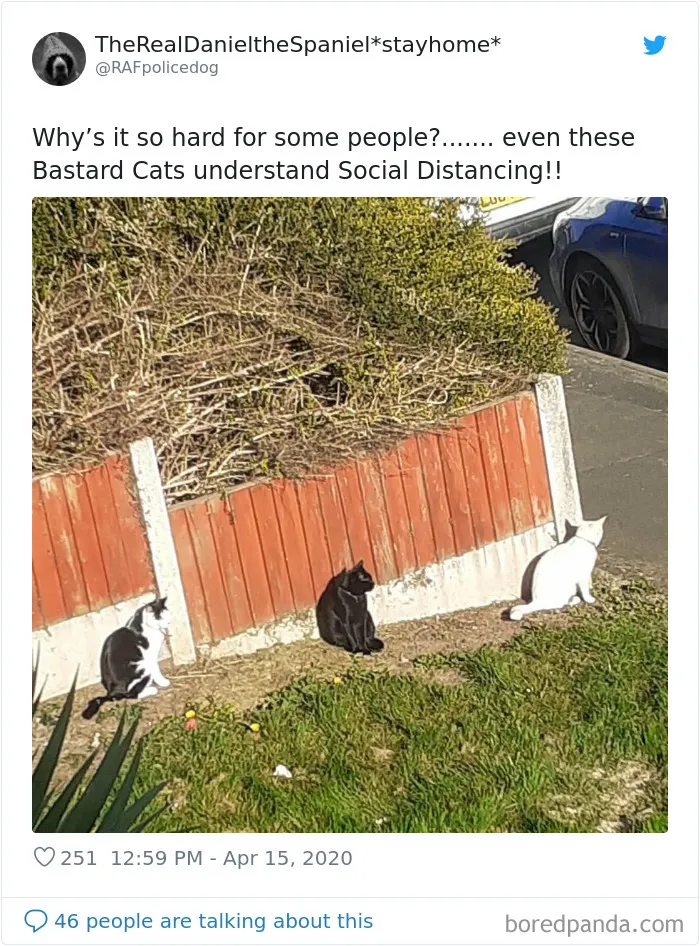 ¿Por qué es tan difícil para algunos? Hasta estos gatos bastardos entienden el distanciamiento social