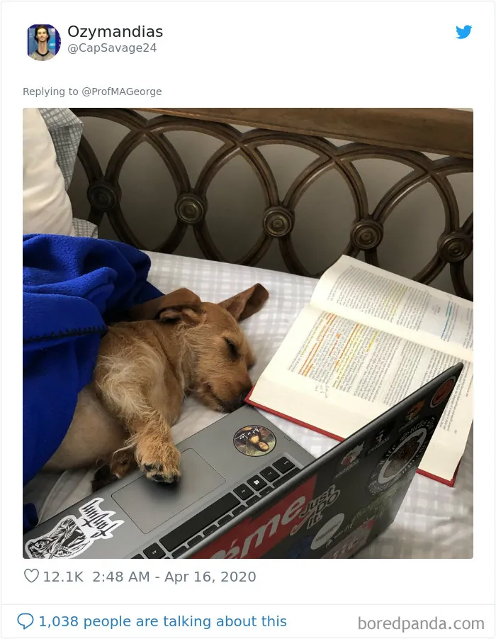 Professor Asks Her Students To Show Their Dogs Doing Classwork, 30 People Send Her Their Photos