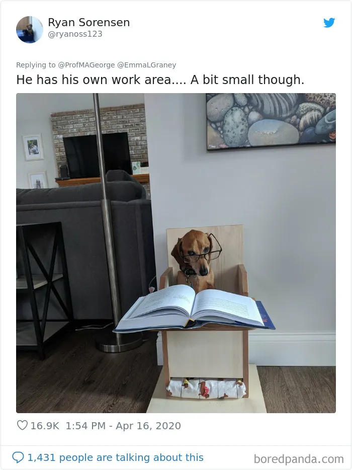 Professor Asks Her Students To Show Their Dogs Doing Classwork, 30 People Send Her Their Photos