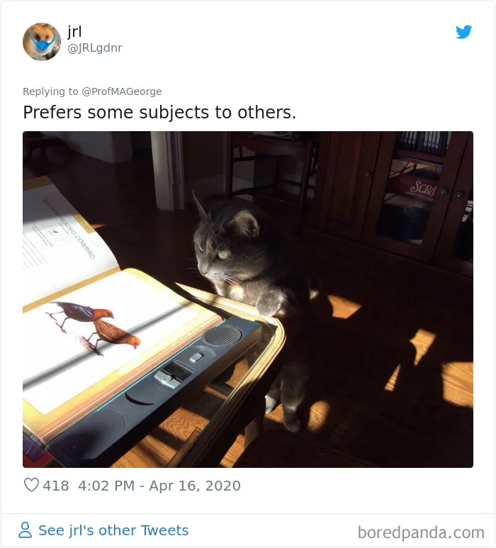 Professor Asks Her Students To Show Their Dogs Doing Classwork, 30 People Send Her Their Photos
