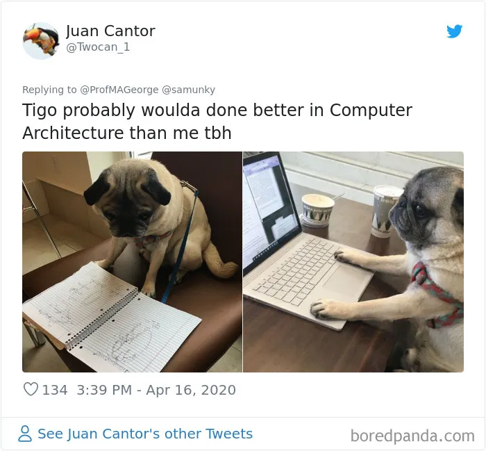 Professor Asks Her Students To Show Their Dogs Doing Classwork, 30 People Send Her Their Photos