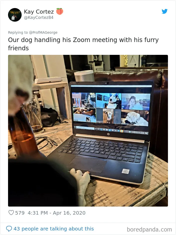 Professor Asks Her Students To Show Their Dogs Doing Classwork, 30 People Send Her Their Photos