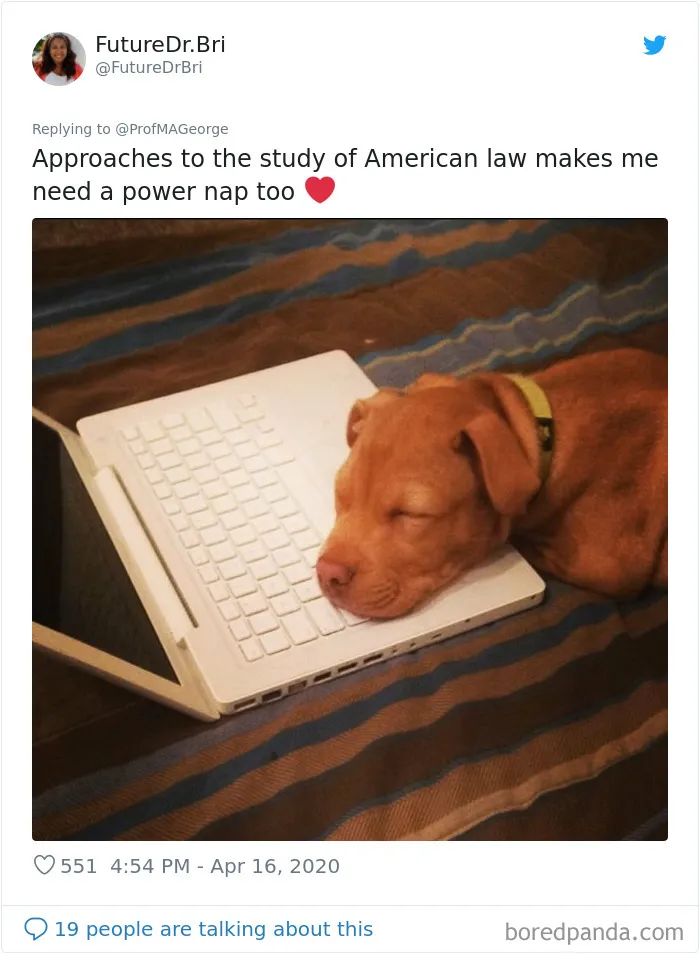 Professor Asks Her Students To Show Their Dogs Doing Classwork, 30 People Send Her Their Photos
