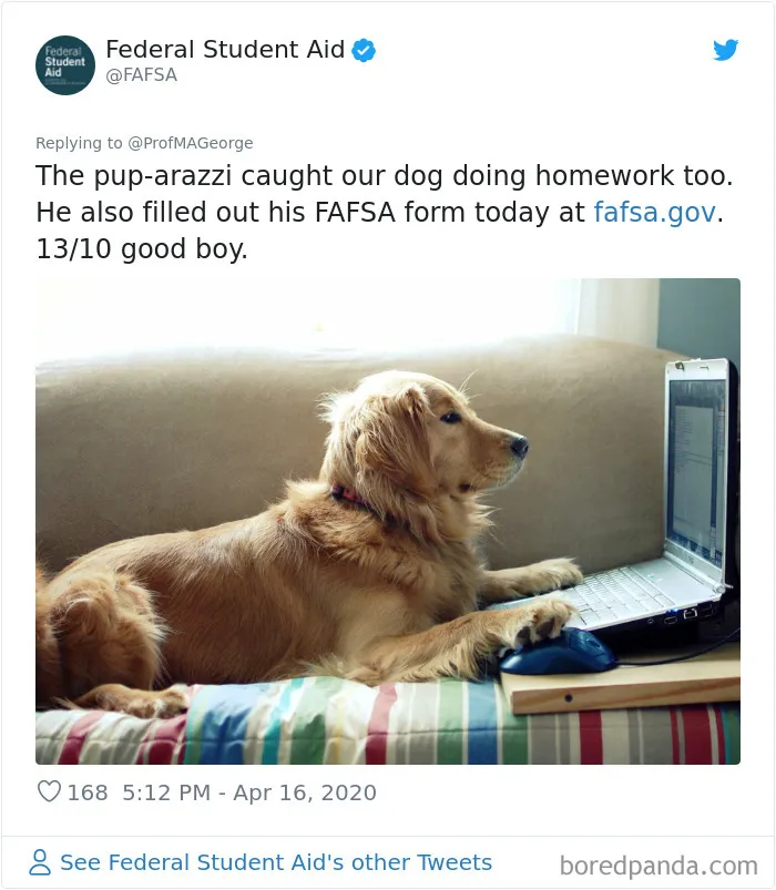 Professor Asks Her Students To Show Their Dogs Doing Classwork, 30 People Send Her Their Photos