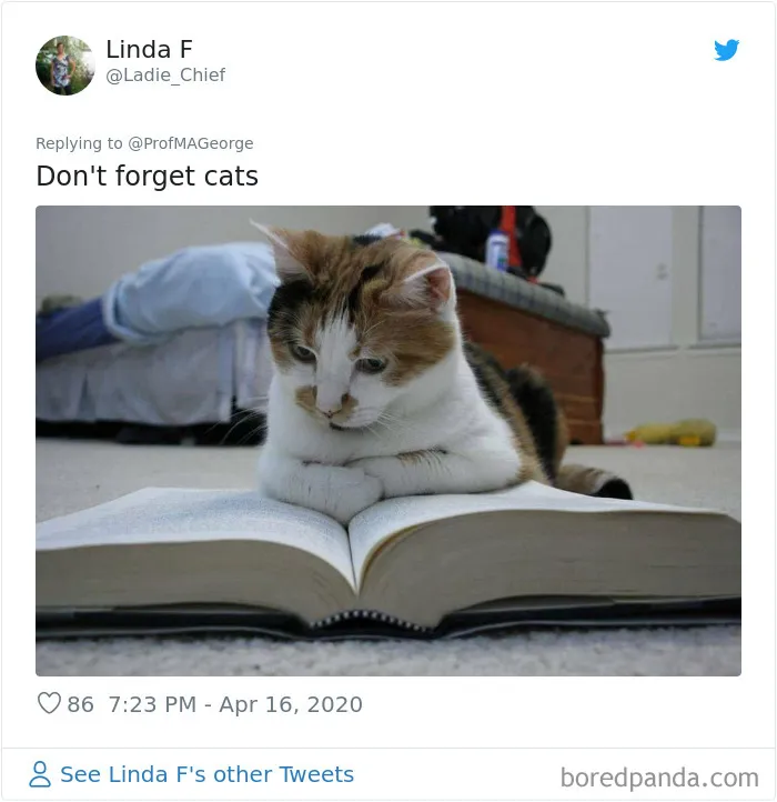 Professor Asks Her Students To Show Their Dogs Doing Classwork, 30 People Send Her Their Photos