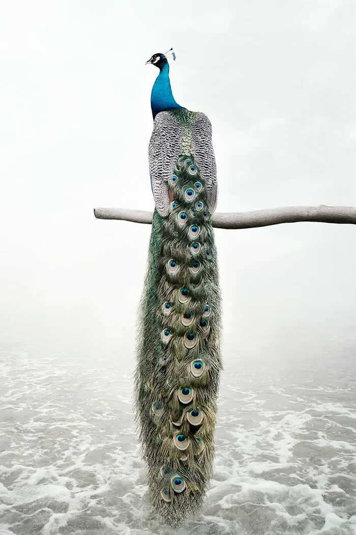 Patience Peacock