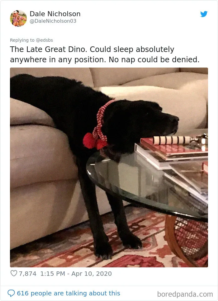 People Are Sharing Stories About The Dumbest Dogs They've Ever Known In This Viral Thread (40 Pics)