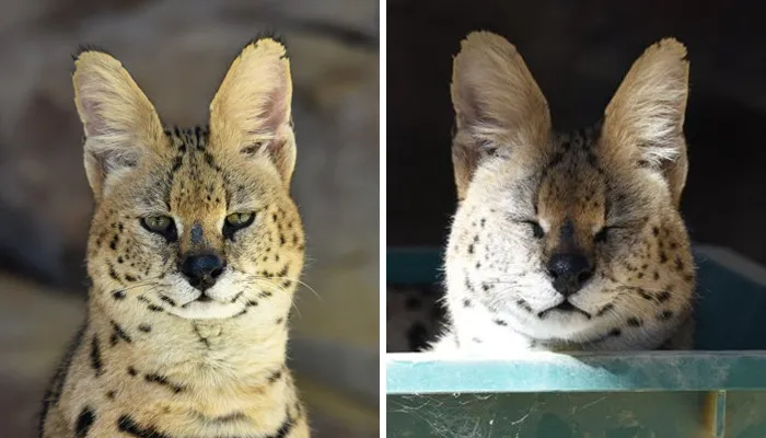 These 20 Animals Show How Exactly We Look Without Contact Lenses