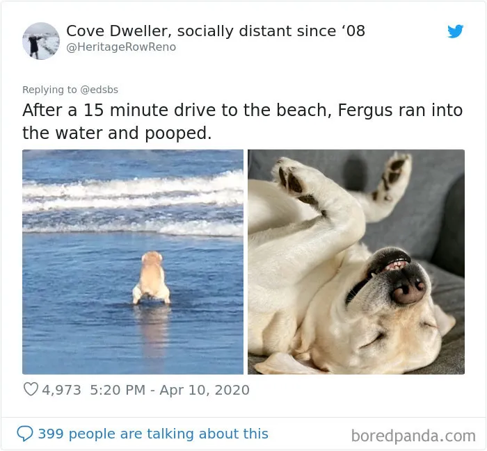 People Are Sharing Stories About The Dumbest Dogs They've Ever Known In This Viral Thread (40 Pics)