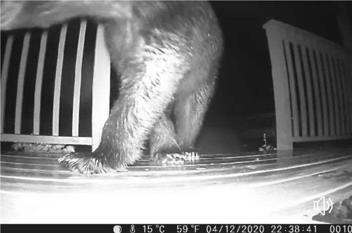 Puse una cámara en el suelo para pillar al animal al que pensábamos que alimentábamos, pero ya no vuelvo a salir de noche