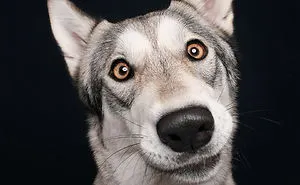 I Photographed These 20 Adorable Dogs And They’re Checking Up On How You’re Doing
