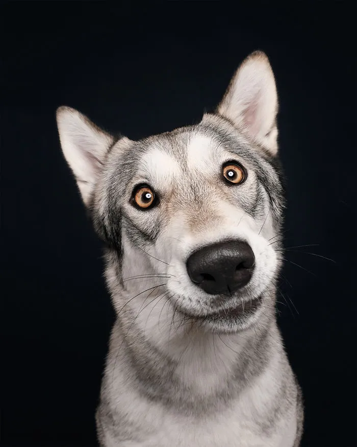 Hope, The Wolamute