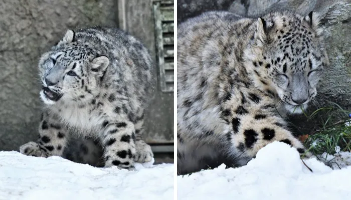 These 20 Animals Show How Exactly We Look Without Contact Lenses