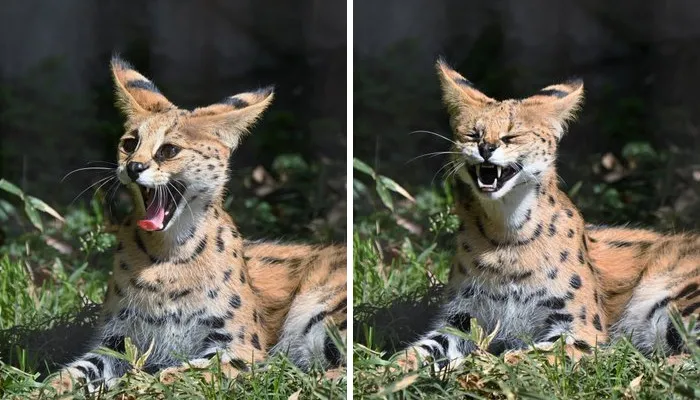 These 20 Animals Show How Exactly We Look Without Contact Lenses