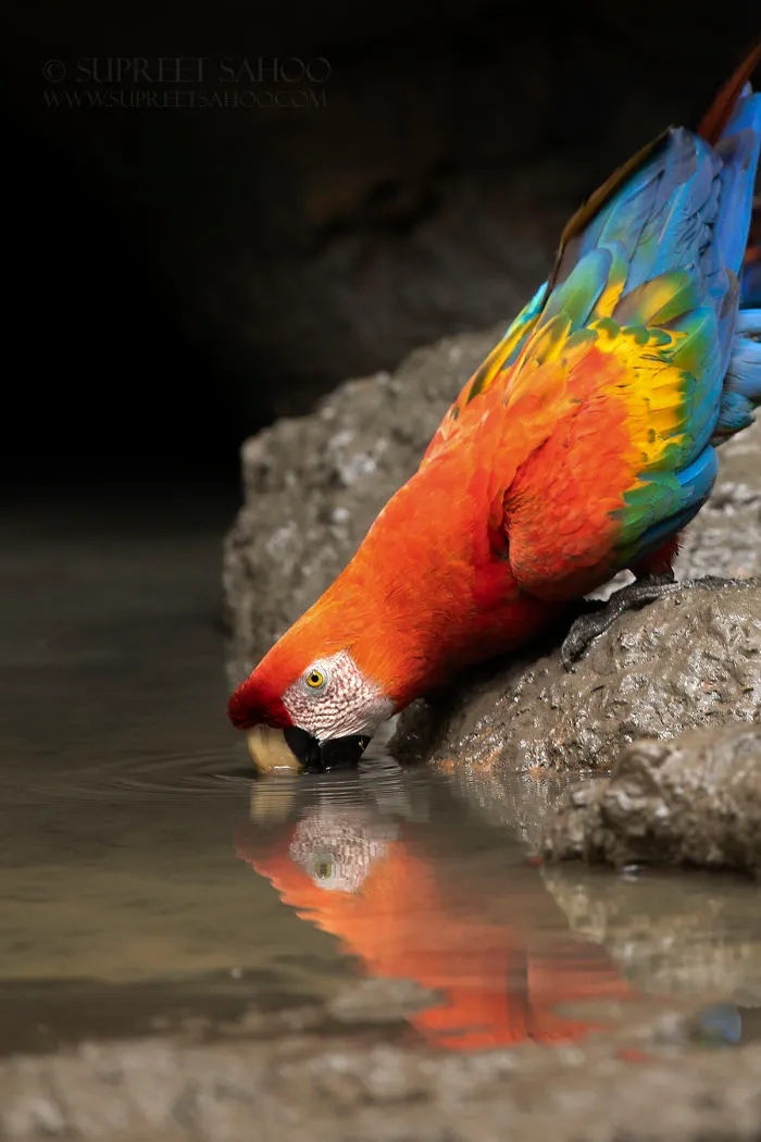 Scarlet Macaws