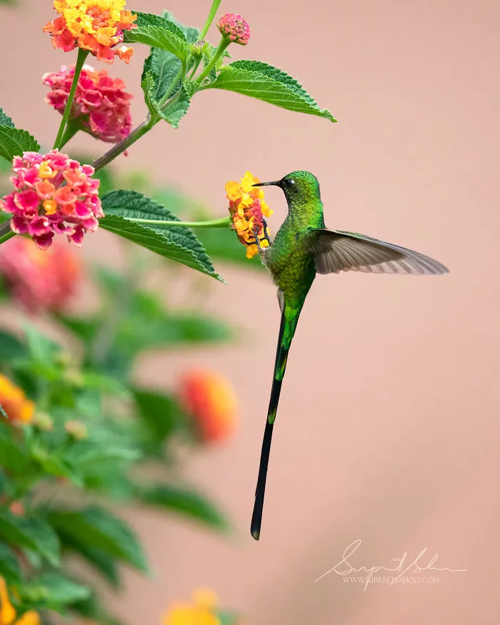 Black-Tailed Trainbearer