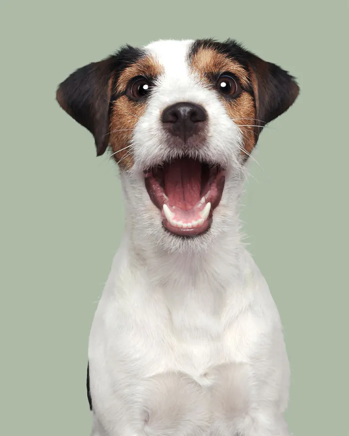 Phoebe, The Parson Russell Terrier