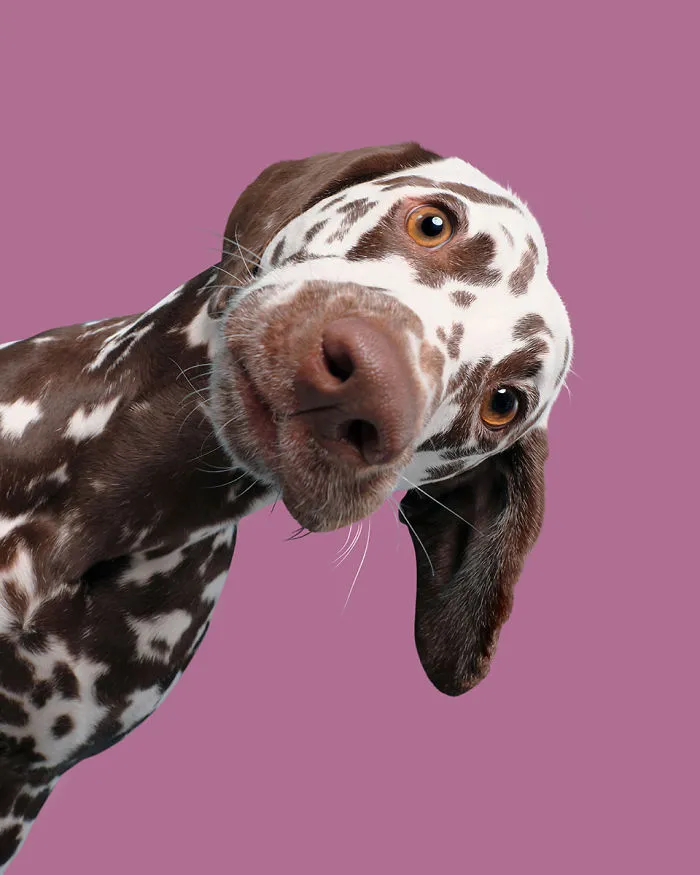 Lemondrop, The Dalmatian