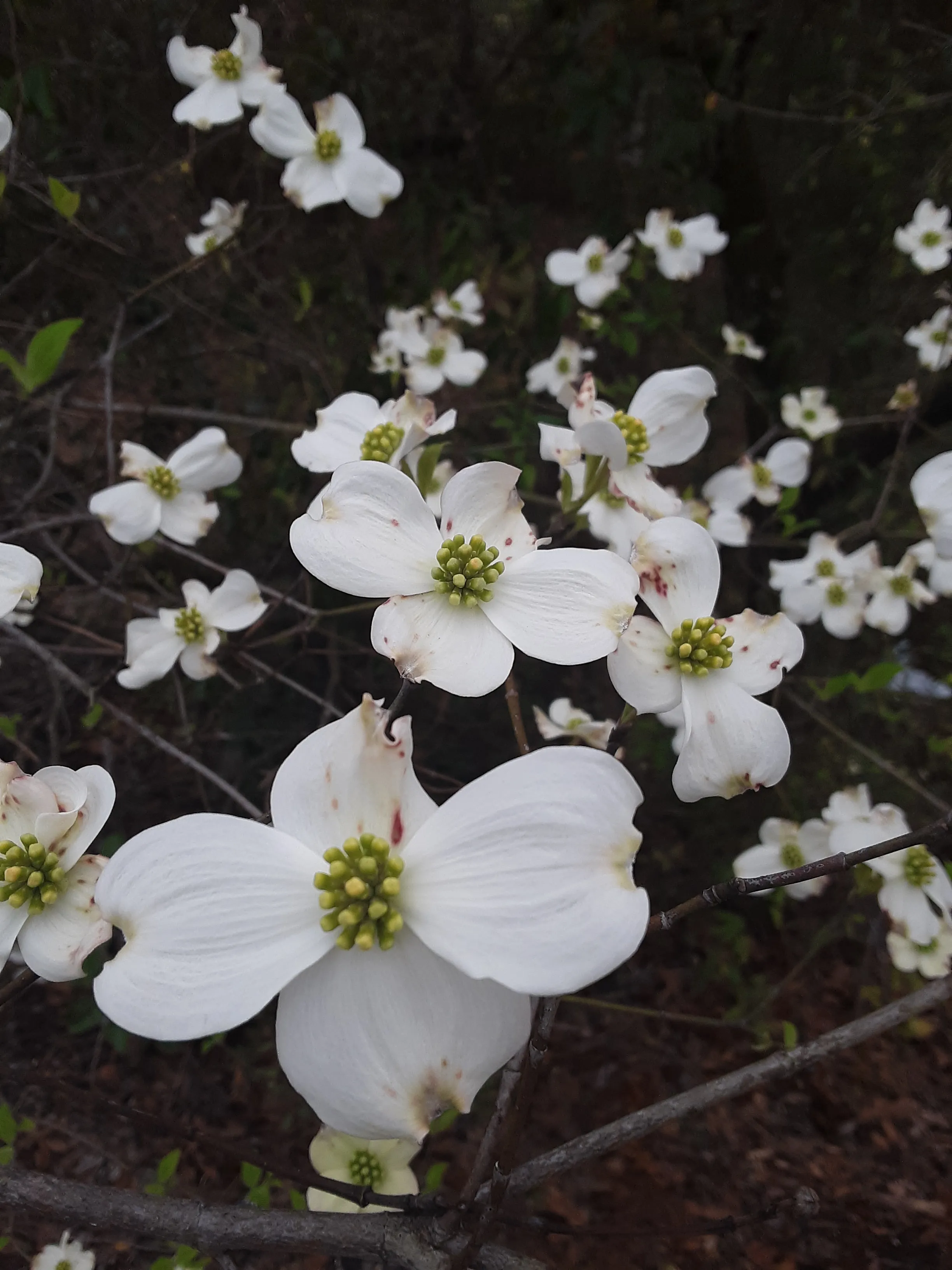 Beautiful Flowering Dogwood Trees In Fayetteville North Carolina