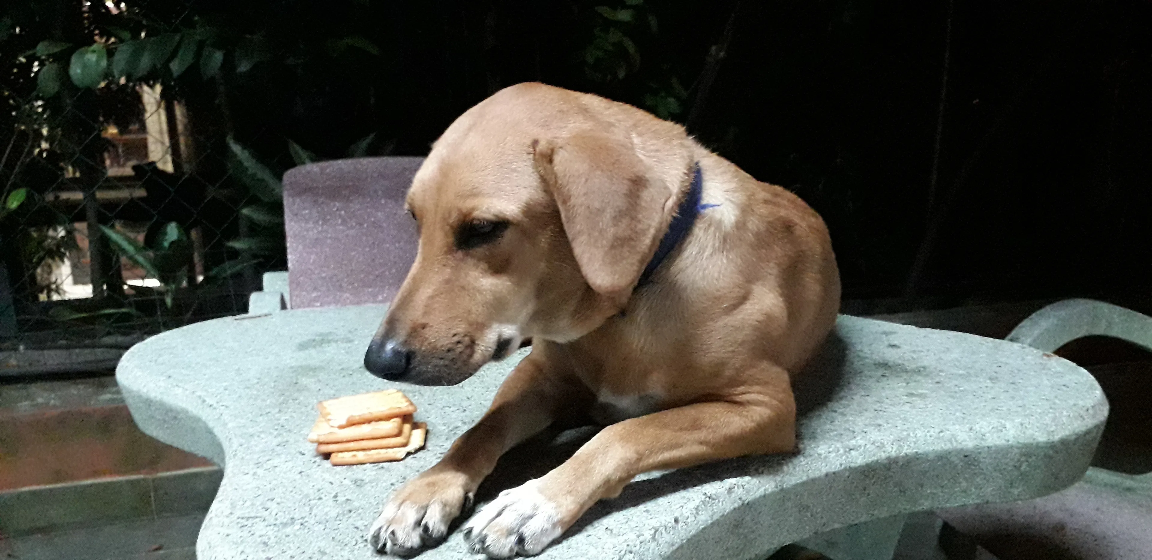 My Pet Baby
