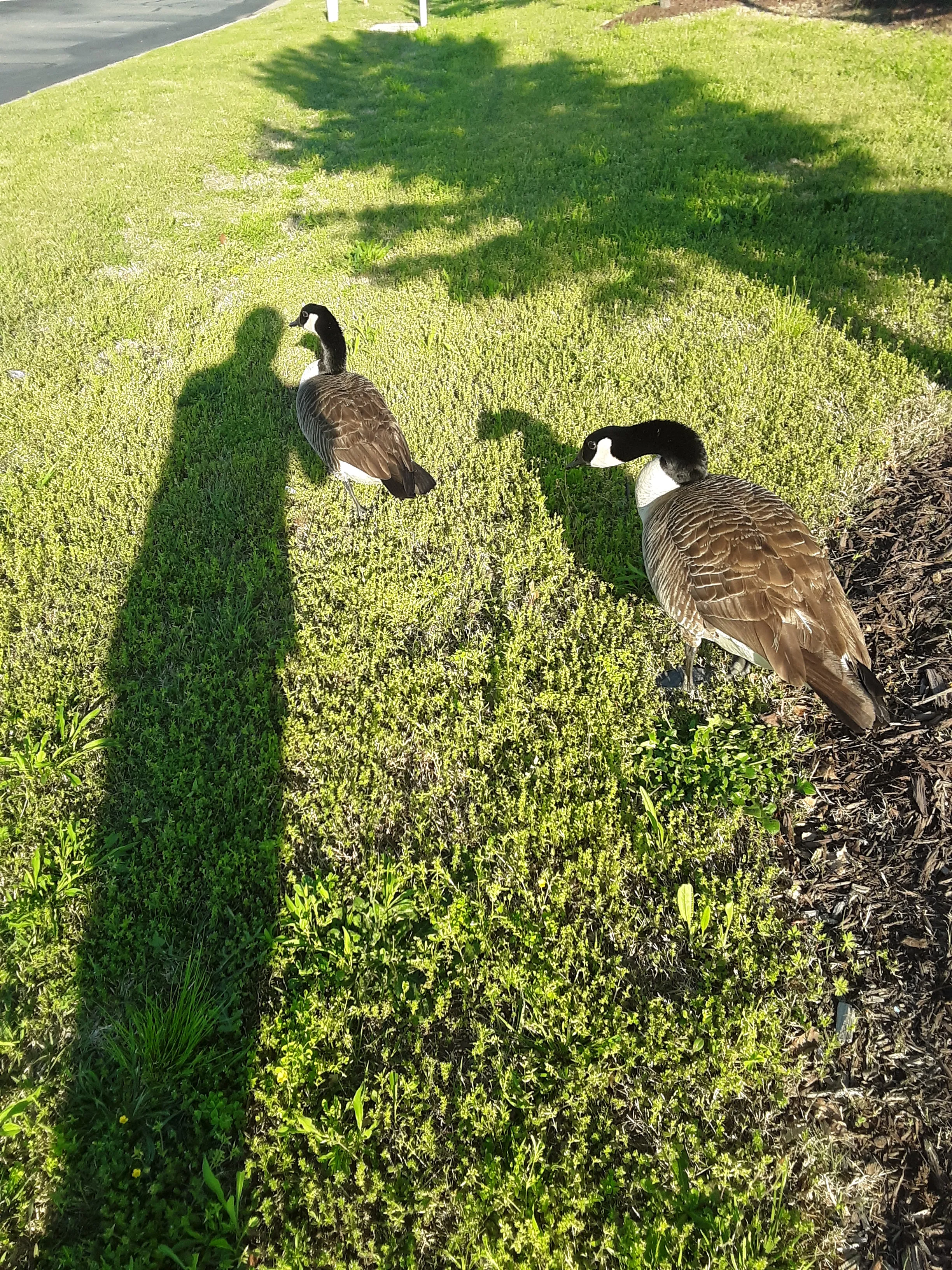 Canadian Geese Following My Shadow As I Took A Photograph Of Them They Were Following My Shadow To See If I Would Feed Them