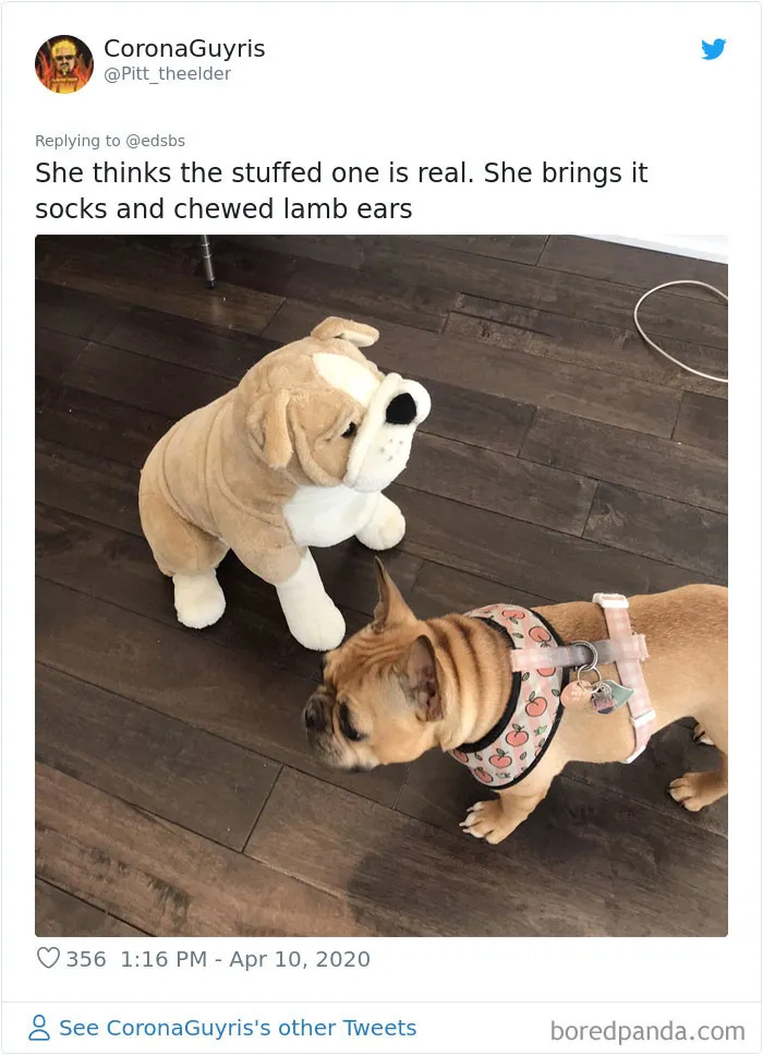 People Are Sharing Stories About The Dumbest Dogs They've Ever Known In This Viral Thread (40 Pics)