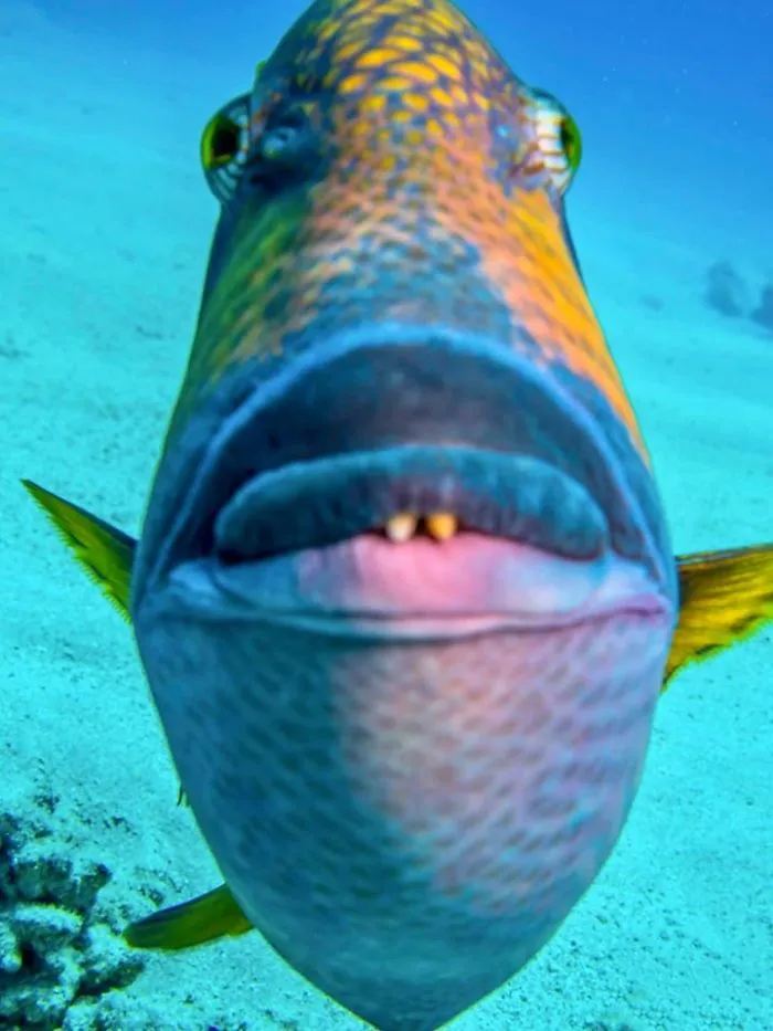 I Accidentally Shot This Photo While This Little Bastard Was Attacking Me. Triggerfish Are The Best