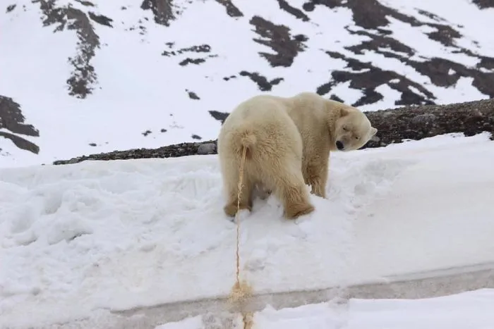 Os aseguro que el oso no está meando