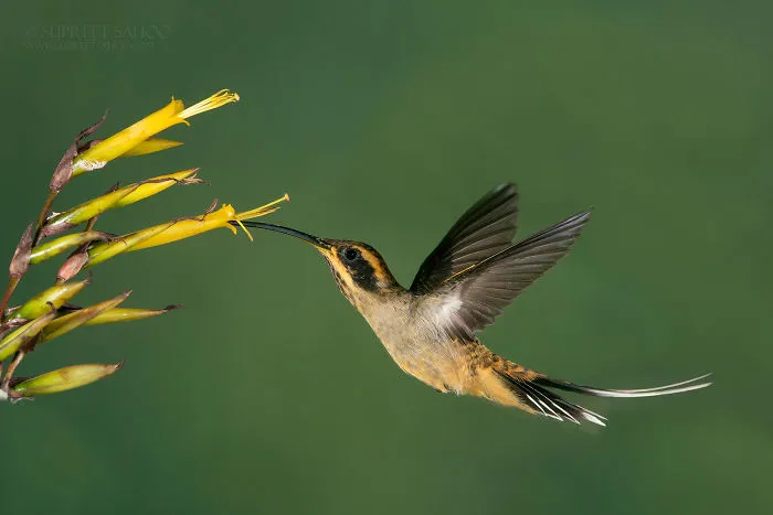 Scale-Throated Hermit