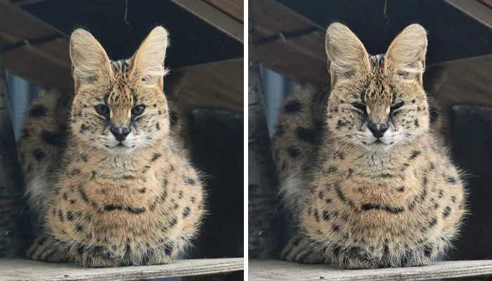 These 20 Animals Show How Exactly We Look Without Contact Lenses