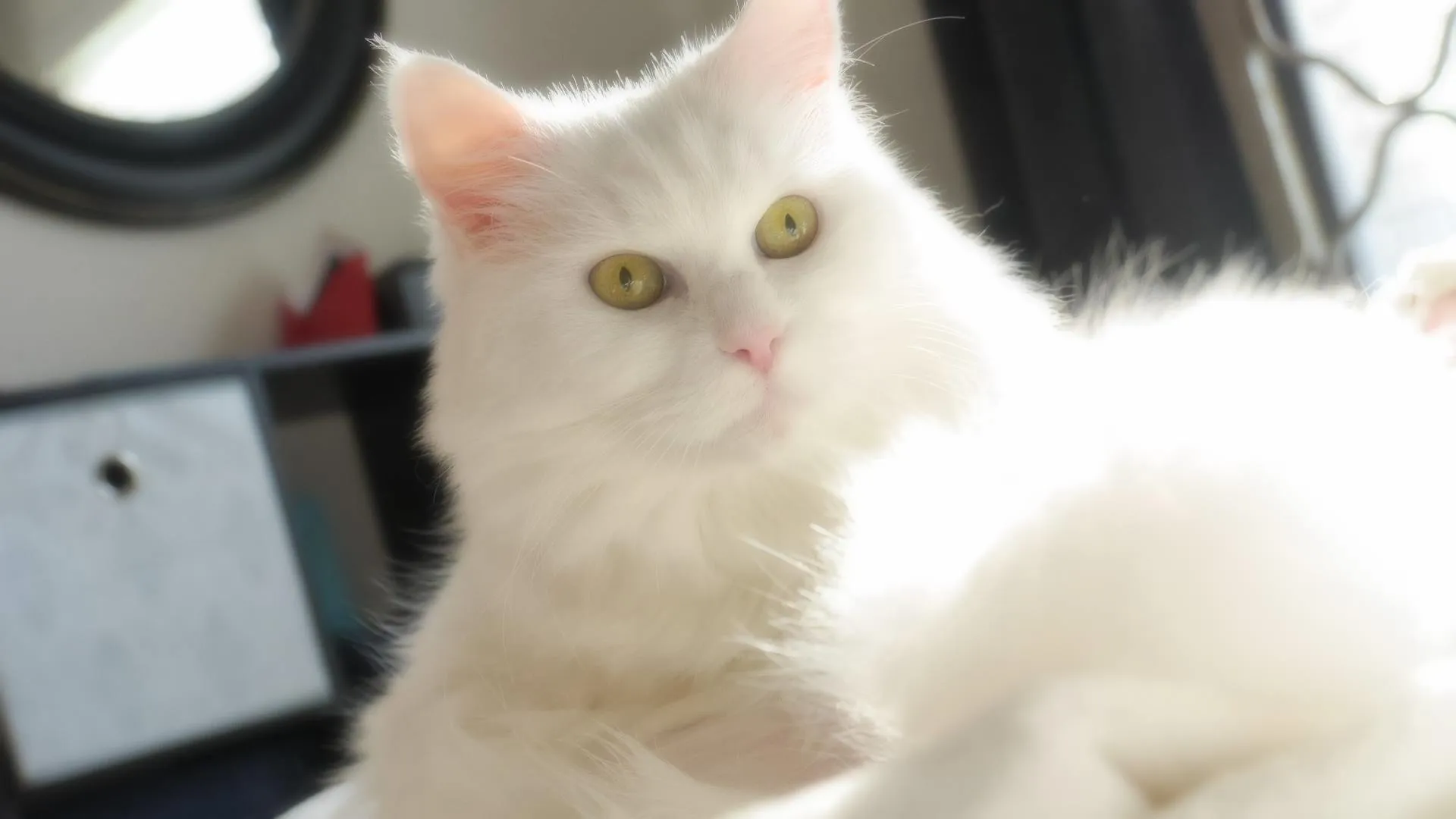 Expressions Of Blanche, 33 Pics Of My Sassy Senior Kitty