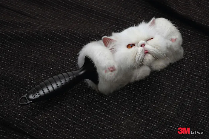 My 51 Favorite Print Ads That Use Cats In A Purrfect Way
